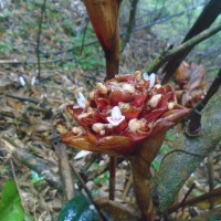 <i>Alpinia abundiflora</i>  Burtt & R.M.Sm.